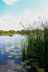 rivers in the summer in the Lipetsk region