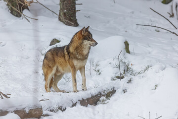 Obraz premium Eurasian wolf (Canis lupus lupus) standing in the snow and looking into the forest what's going on