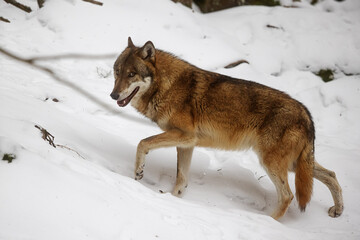 Eurasian wolf (Canis lupus lupus) shyly looks back