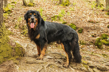 male dog hovawart gold and black expecting everyone to follow him