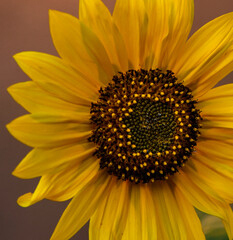 Obraz premium Sunflower