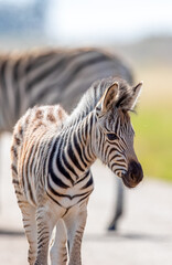 Zebra Foal, Pilanesberg National Park