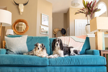 beautiful dogs sitting on turquoise sofa in modern design home