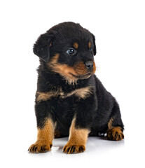 puppy rottweiler in studio