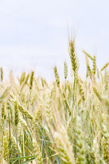 Wheat field in Ukraine