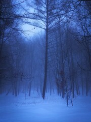 Winter forest with fog at dawn. Morning mist enveloped the fabulous snow-covered forest. Mysterious cold wood.