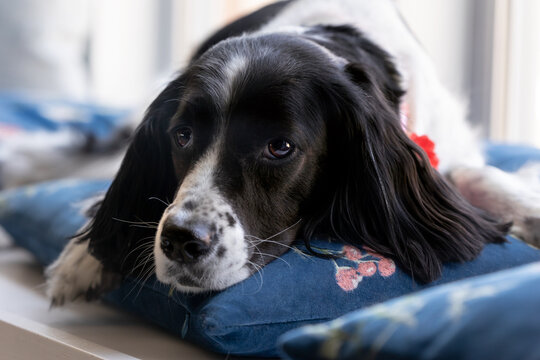 sweet sad springer spaniel lying down on pillow