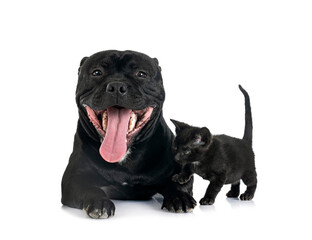 Naklejka premium staffordshire bull terrier and kitten