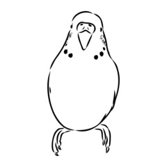 A cute budgie sits on a perch. Vector sketch illustration for design, advertising, prints.