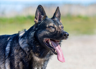 training of german shepherd