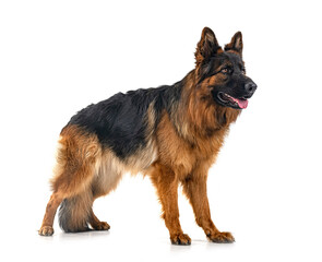 young german shepherd