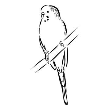 recommend clip art: A cute budgie sits on a perch. Vector sketch illustration for design, advertising, prints.