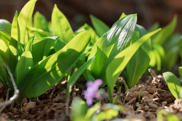Green big leaves of wild garlic growing in the forest, selective focus, healthy eating concept. Wild garlic is used to make a delicious and healthy salad
