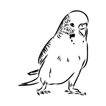 recommend clip art: A cute budgie sits on a perch. Vector sketch illustration for design, advertising, prints.