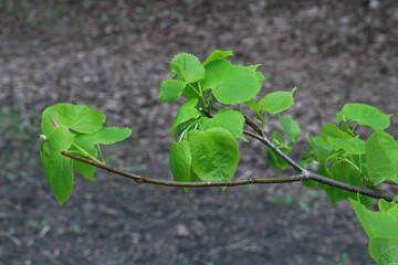 Tree Branch with green leaves