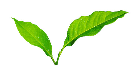 Green leaf with water drop on skin isolated on white background with clipping path