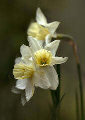 Closeup of flowers of Narcissus 'Sailboat' against a diffused background