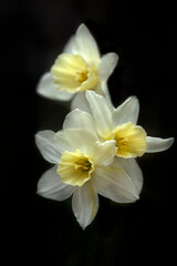 Closeup of flowers of Narcissus 'Sailboat' in a garden in spring against a dark background