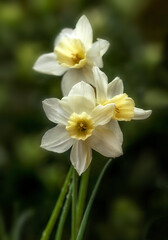 Closeup of flowers of Narcissus 'Sailboat' in a garden in spring