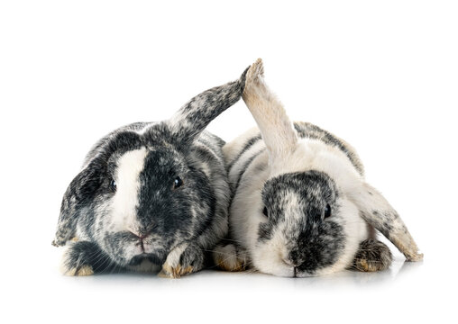 Lop rabbit rhoen in studio
