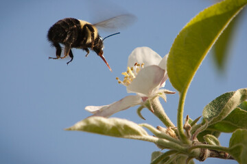 Bourdon lors de la polinisation des pommiers