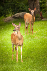 Cerfs de Virginie en été