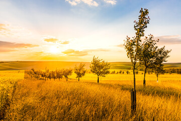 Obraz premium Moravian Tuscany is a popular name for the area near Kyjov in the South Moravian Region, which with its terrain waves resembles the landscape of Italian Tuscany