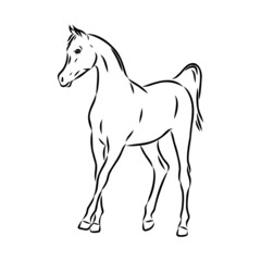 Plakat handdrawn of arabian horse sketch with pen in vector format. EPS 10