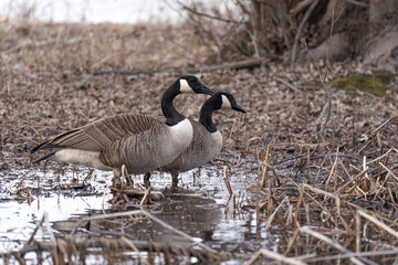 Couple de bernaches du Canada dans un marais