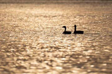 Silhouette de bernaches sur l'eau dor&eacute;