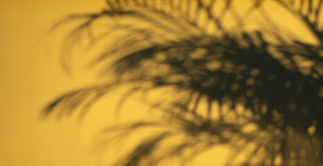 Sunset palm leaf shadow background. Empty stage for product promotion copy.