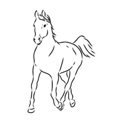 handdrawn of arabian horse sketch with pen in vector format. EPS 10
