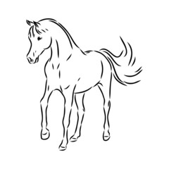 Obraz na płótnie Canvas handdrawn of arabian horse sketch with pen in vector format. EPS 10