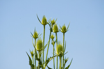 Green cutleaf teasel seeds closeup view with blue sky on background