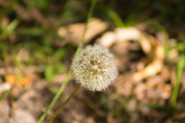 Red seed dandelion closeup view with blurred plants on background