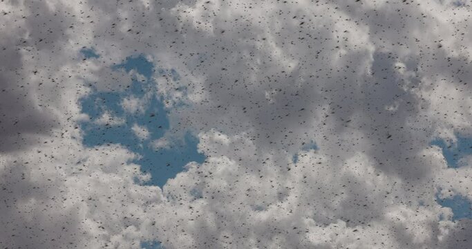 Millions of brown locust swarms flying against the clouds,decimating crops in Africa linked to Global warming, Climate change,Climate emergency