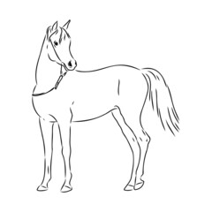 handdrawn of arabian horse sketch with pen in vector format. EPS 10