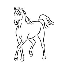 handdrawn of arabian horse sketch with pen in vector format. EPS 10