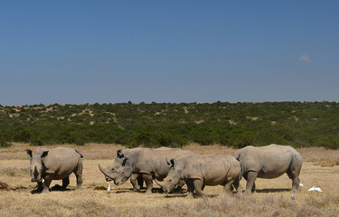 Nashörner in Kenia