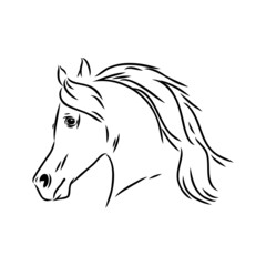 handdrawn of arabian horse sketch with pen in vector format. EPS 10