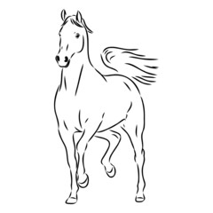 handdrawn of arabian horse sketch with pen in vector format. EPS 10