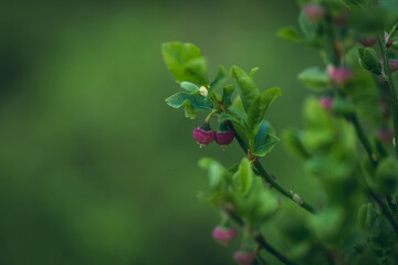 Blueberry blossoms and unripe berries in various stages of development.