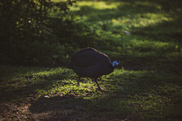 Helmeted Guinea Fowl with white spots running across the open ground