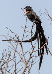 Red-collared Widowbird, Kruger National Park