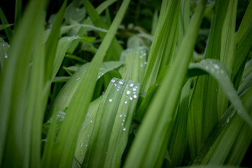 Fototapeta premium waterdrops after rain or dew drops on green grass blades
