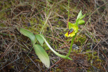 Orquídea silvestre. Ophrys lutea formando parte de la vegetación de un bosque mediterráneo. Sierra del Oro (Cieza-Murcia-España), en primavera.