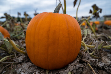 Orange pumpkin in the field on a cold autumn afternoon with cloudy sky in the background