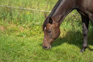 Fototapeta premium Brown mare grazes on the pasture in summer