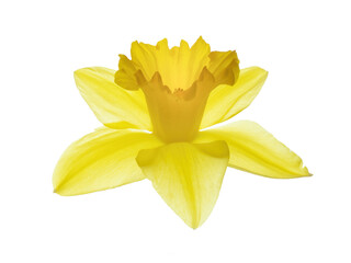 Single daffodil bloom, isolated on white.