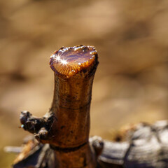 Grapevine Bleeding